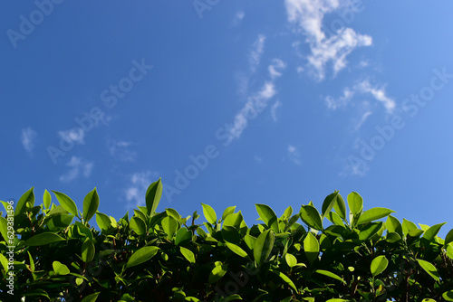 beautiful blue sky and white fluffy cloud with green leaf of tree in the morning, natural background