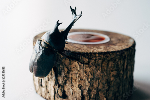 カブトムシ