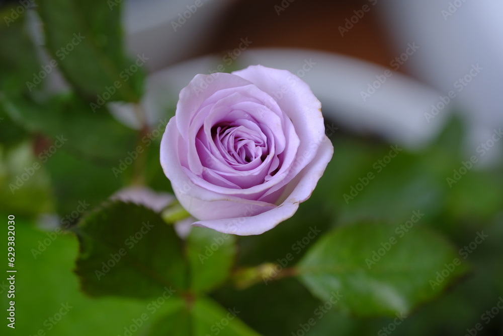 Rosa or Rose flower in the garden with blurry background. Bunga mawar Rosa or Rose flower in the garden with blurry background. Bunga mawar
