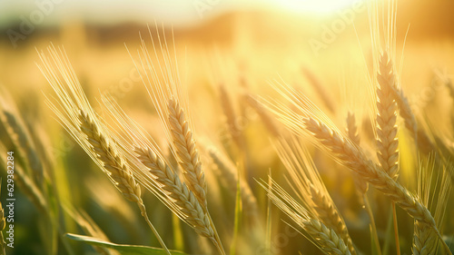 Golden wheat field basks in the sunlight as the sun rises behind it