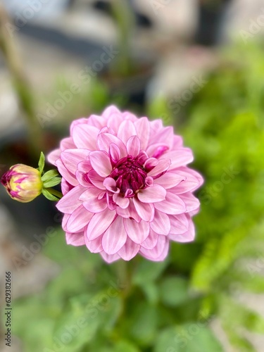 pink dahlia flower