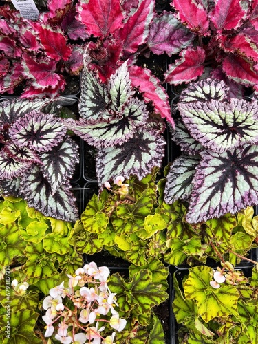 red and green leaves