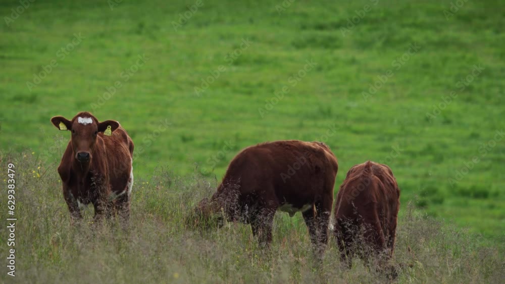Brown Cows Grazing In A Pasture - wide Brown Cows Grazing In A Pasture - wide
