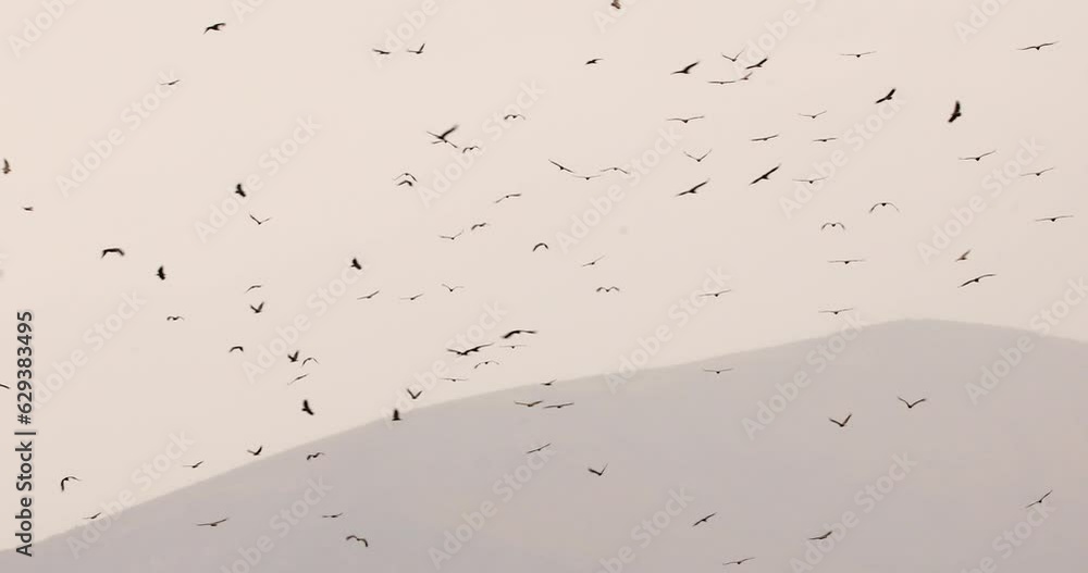 Hundreds of griffon vultures circling over mountain Hundreds of griffon vultures circling over mountain