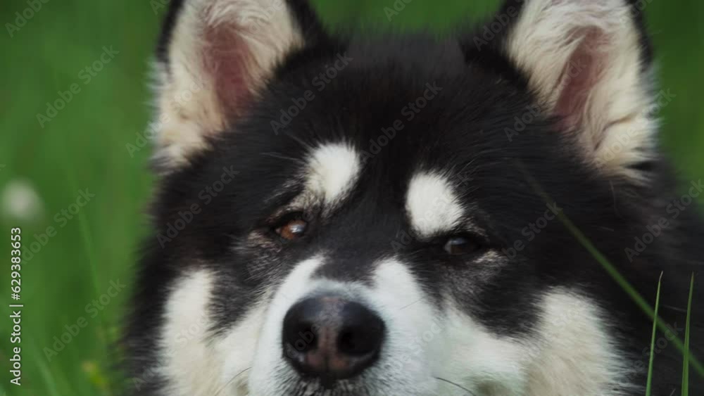 Close Up Of An Adorable Alaskan Malamute In Nature Close Up Of An Adorable Alaskan Malamute In Nature