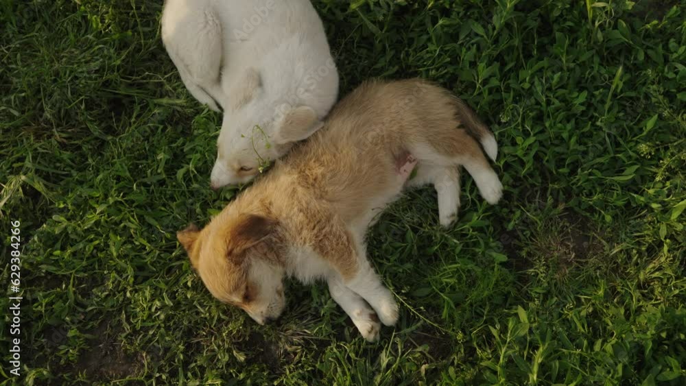 Top view of two cute little puppies lying on the green grass. Furry canine friends always full of love. Top view of two cute little puppies lying on the green grass. Furry canine friends always full of love.