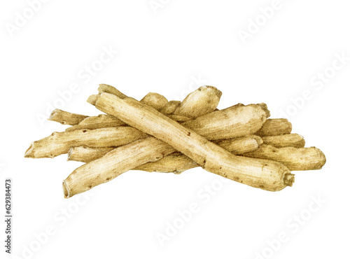 Ashwagandha medicinal herb dry root pile. Watercolor painted illustration. Withania somnifera medicinal plant root heap element. Isolated on white background