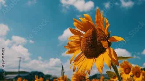 Beautiful yellow sunflowers swaying in wind under the blue sky in hot summer, Flower or flora, 4K Slow motion photo