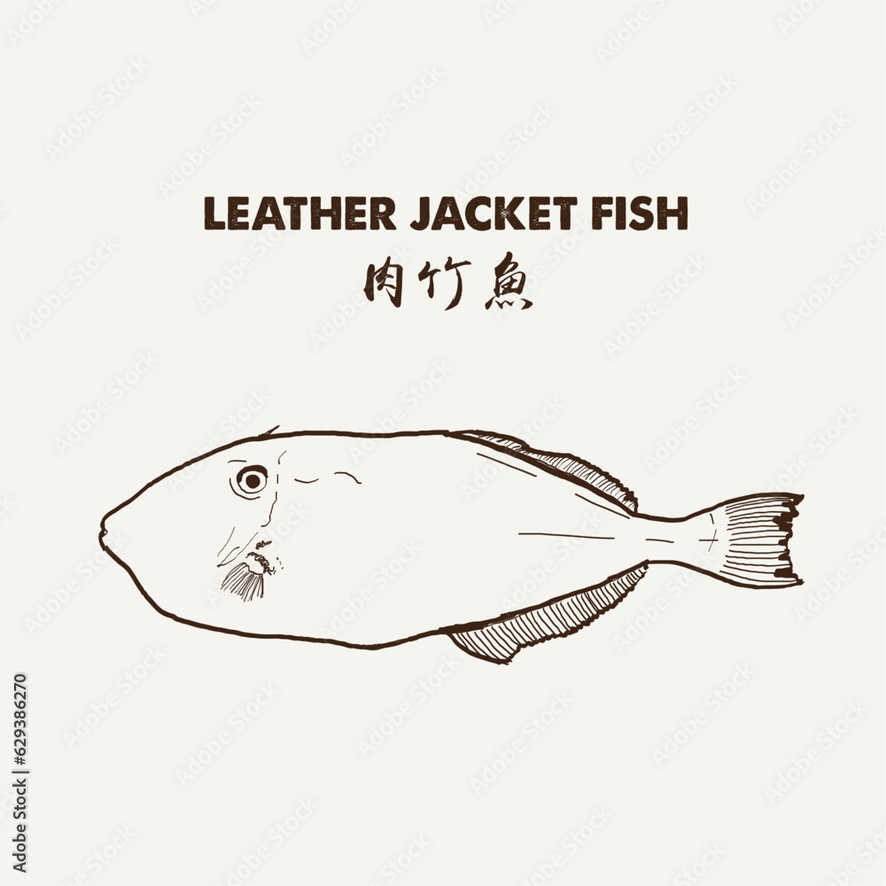 LEATHER JACKET (FILE FISH) UNICORN LEATHER JACKET Scientific Name