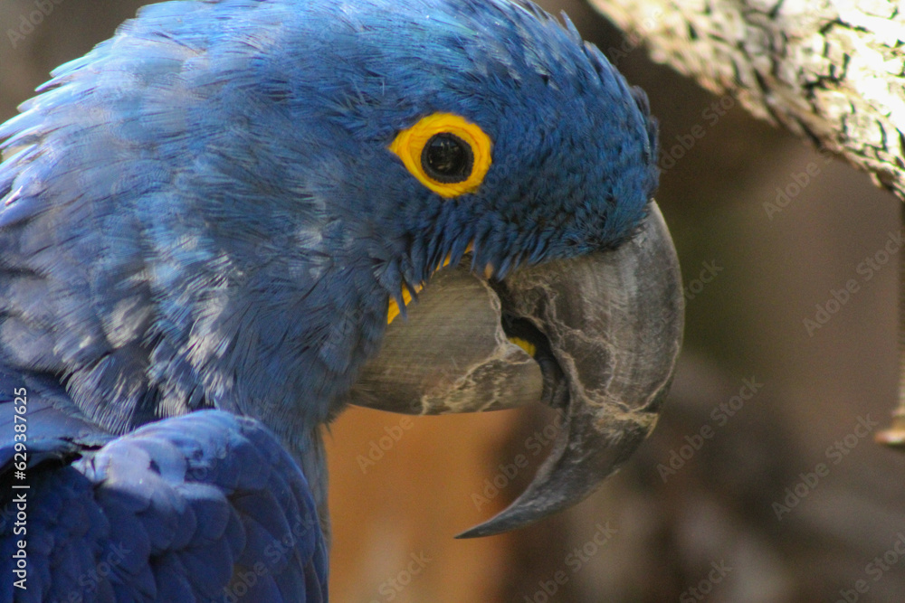 Fototapeta premium blue and yellow macaw