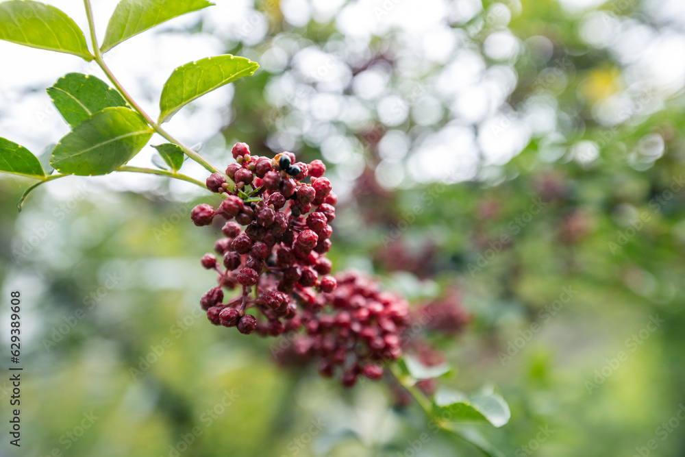 Sichuan Peppercorn grow on tree Sichuan Peppercorn grow on tree