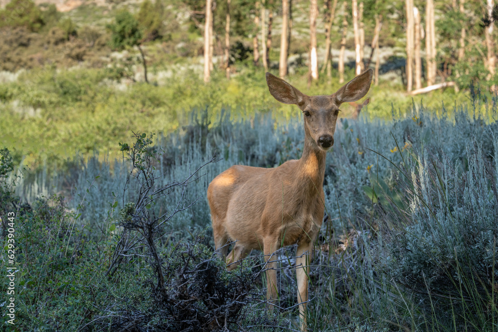 Deer in High Sierra meadow near June Lake Deer in High Sierra meadow near June Lake