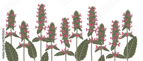 hedgenettle, field flowers, Betonica officinalis, vector drawing wild plants at white background, floral elements, hand drawn botanical illustration