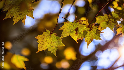 beautiful nature maple leaf autumn background
