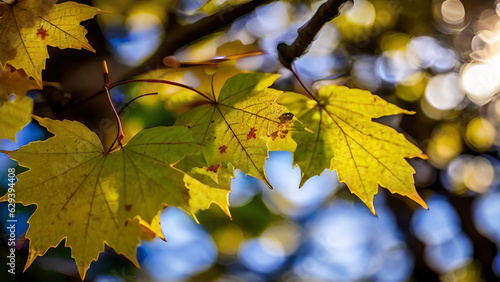 beautiful nature maple leaf autumn background