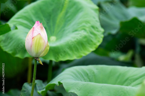 蓮の葉とつぼみ