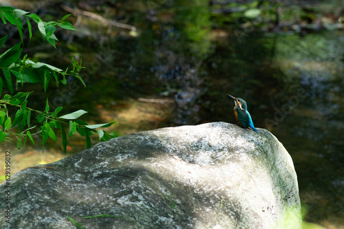 岩の上のカワセミ