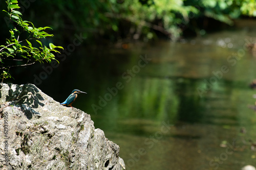 見つめるカワセミ