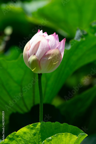 咲きかけの蓮の花