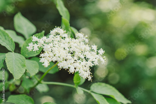 Elder flowers in garden. Sambucus nigra. Elder, black elder flowers. Alternative medicine