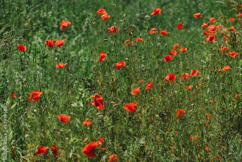 A field with poppies blooming everywhere in summer. Red flowered in the summer field