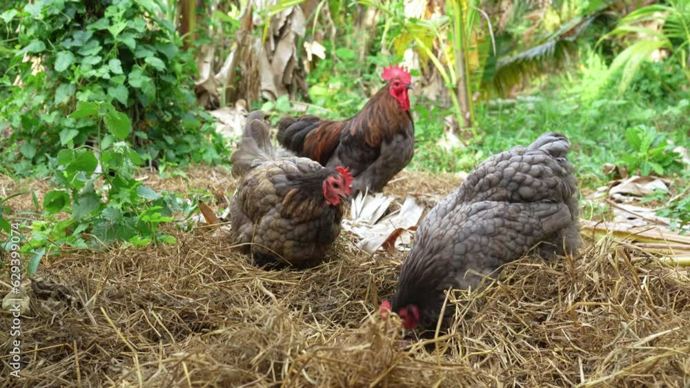 Male and female chickens (rooster and hen) blue australorp foraging