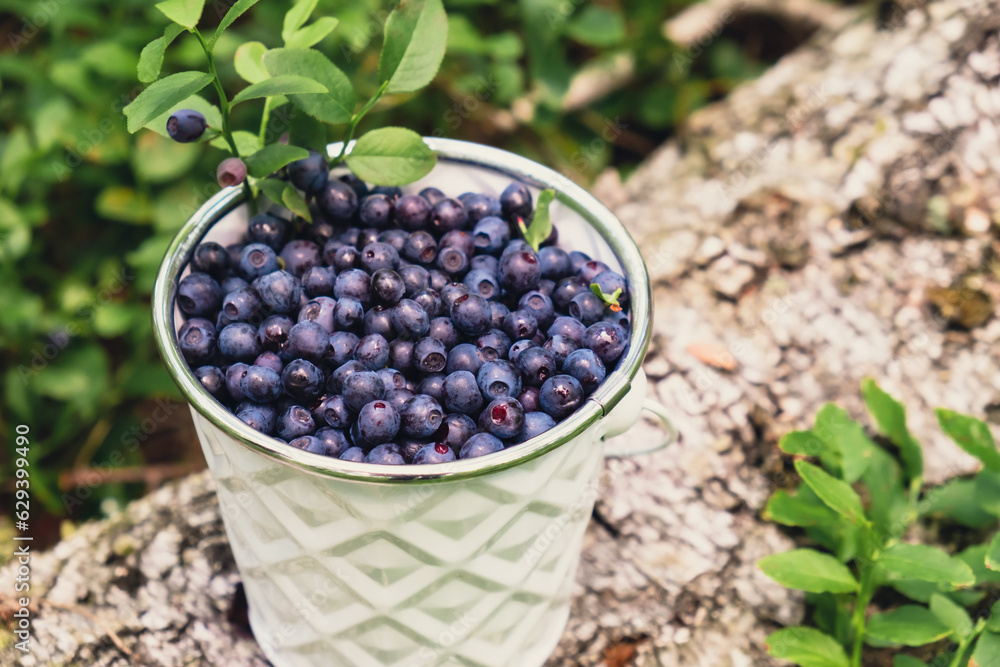 Close-up of Blueberries in white bucket in the forest with green leaves. Country life gardening eco friendly living Harvested berries, process of collecting, harvesting berries into glass jar in the Close-up of Blueberries in white bucket in the forest with green leaves. Country life gardening eco friendly living Harvested berries, process of collecting, harvesting berries into glass jar in the