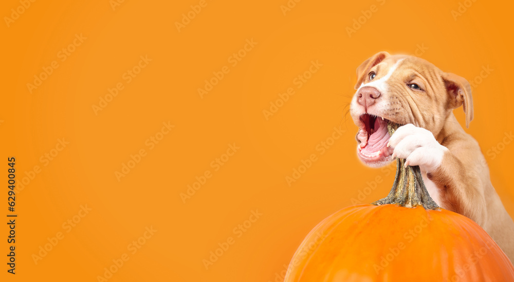 12 week puppy 2024 biting