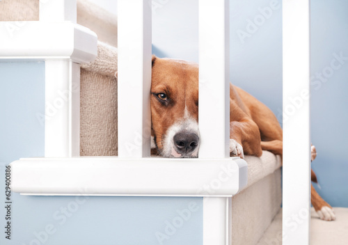 Fototapeta Cute dog lying on staircase and looking at camera