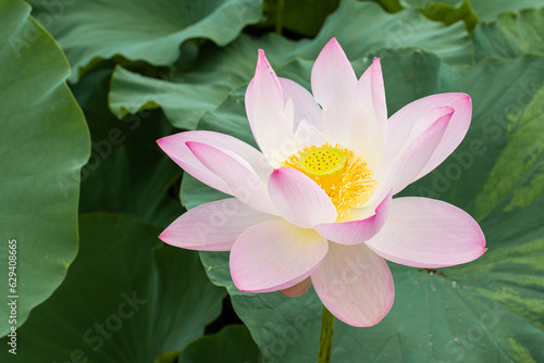 I found a bright pink lotus flower in full bloom in a pond. Nelumbo nucifera