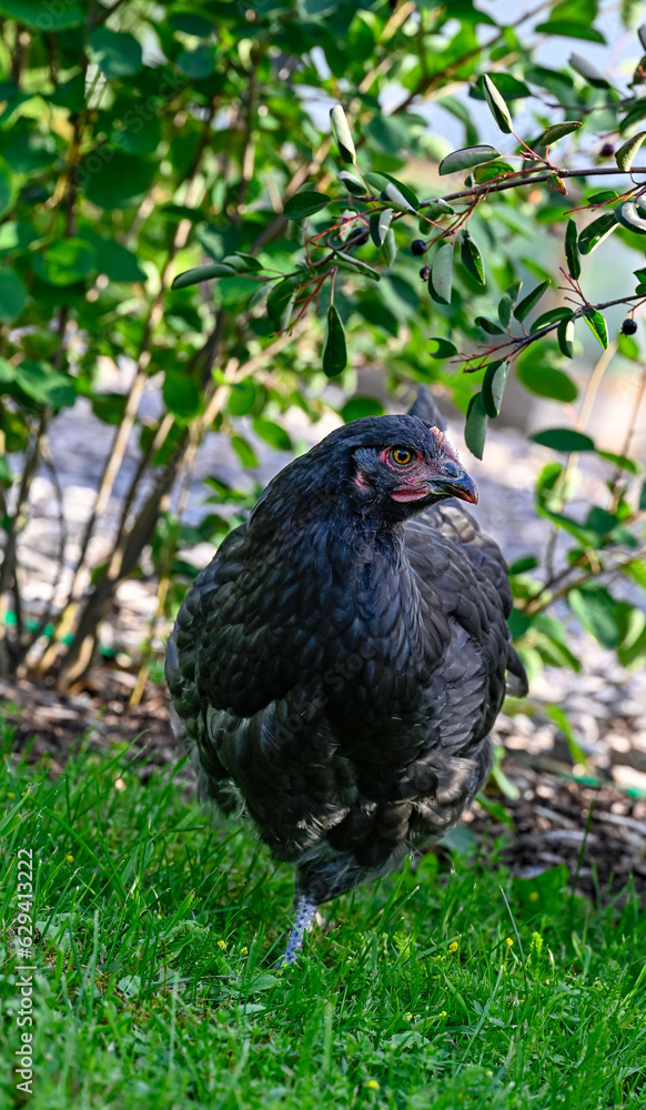 Hen walking on green grass looking from berries from bushes Hen walking on green grass looking from berries from bushes