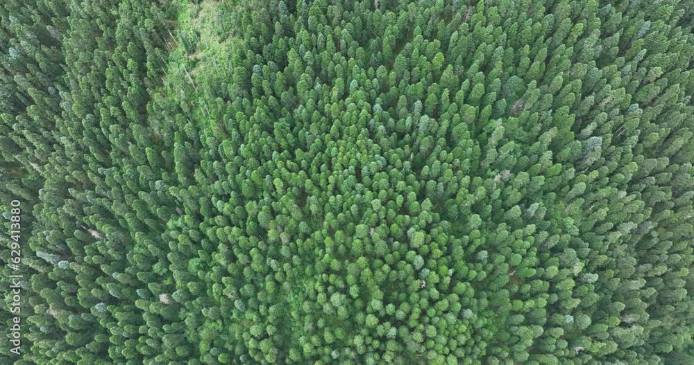 Beautiful forest landscape in Sichuan, China Beautiful forest landscape in Sichuan, China