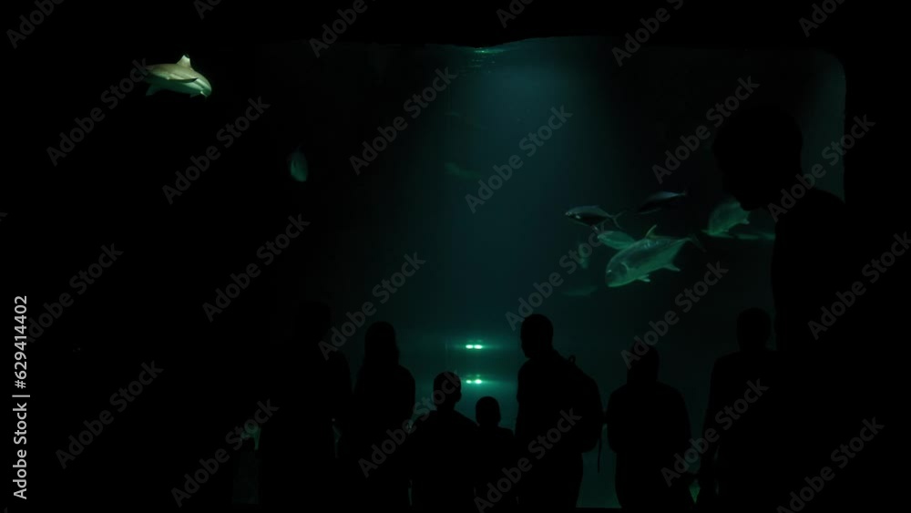 The silhouette of people in a modern aquarium looking at a variety of fish. Big fish swim in a modern aquarium. The silhouette of people in a modern aquarium looking at a variety of fish. Big fish swim in a modern aquarium.