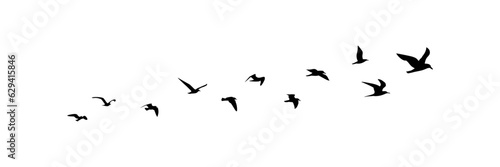 Obraz na plátně group of flying birds silhouette illustration