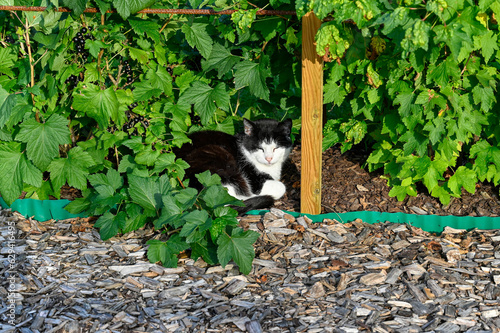 Pet cat taking a nap in garden under black currant bushes