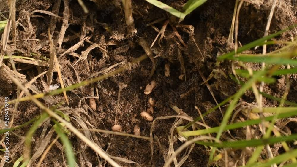 In a destroyed anthill, ants carry eggs with larvae deep into the anthill. In a destroyed anthill, ants carry eggs with larvae deep into the anthill.
