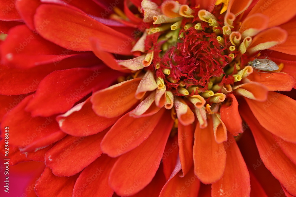 Fototapeta premium Coral flower close-up, macrophotography of flower stamens 