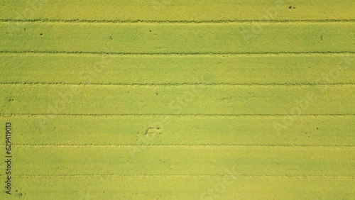 Wallpaper Mural Abstract geometric shapes of agricultural parcels of different crops in yellow and green colors. Aerial view shoot from drone directly above field Torontodigital.ca