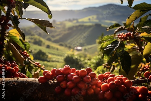  Coffee Plantation With Ripe Coffee Cherry, Generative AI