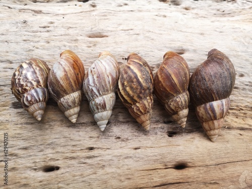 Snail's shells have left in the natural when snails died.