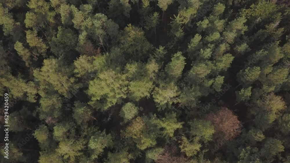 Drone shot on the green forest from bird´s eyes view perspectiove Drone shot on the green forest from bird´s eyes view perspectiove