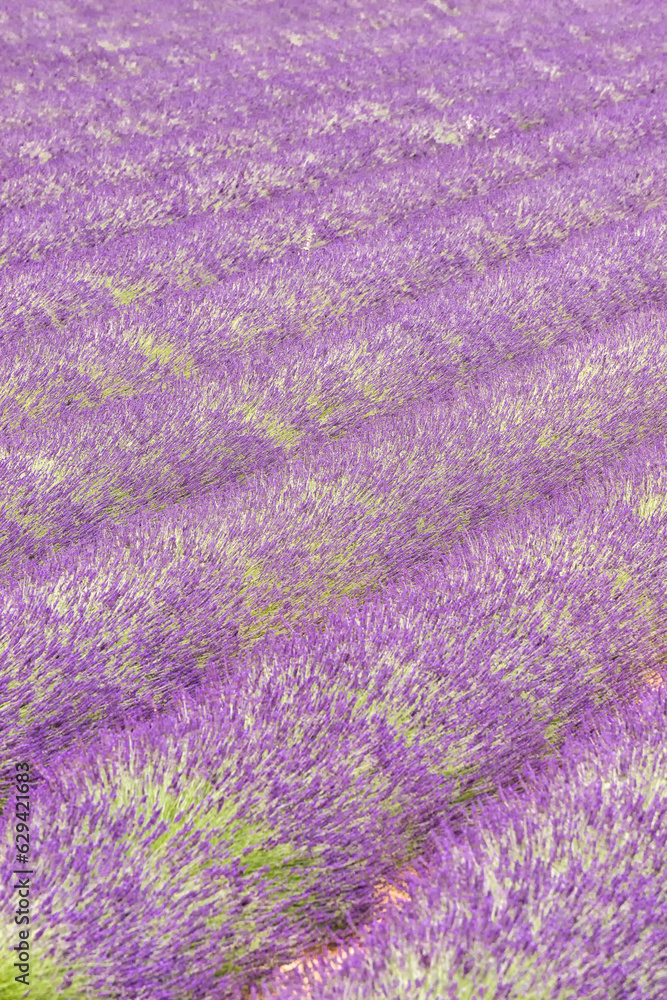 field with lavender in southern France field with lavender in southern France