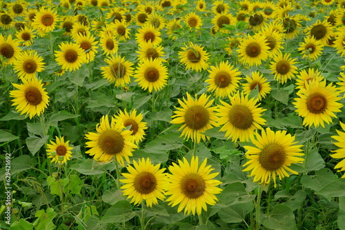 Sunflowers can be seen in the summer