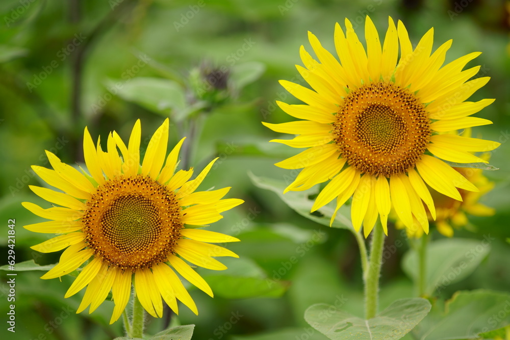 Sunflowers can be seen in the summer Sunflowers can be seen in the summer