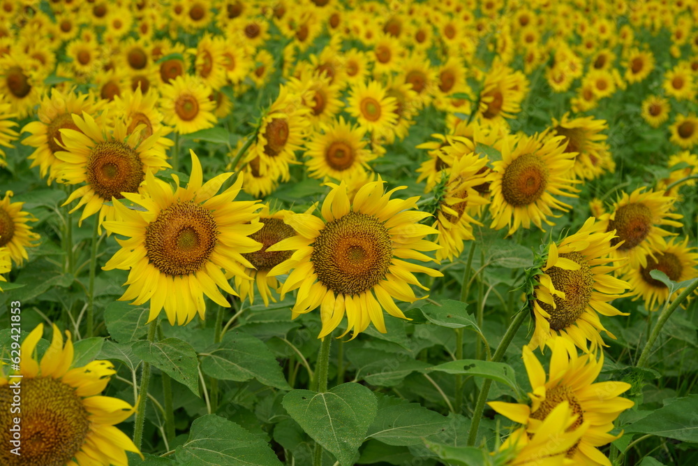 Sunflowers can be seen in the summer Sunflowers can be seen in the summer