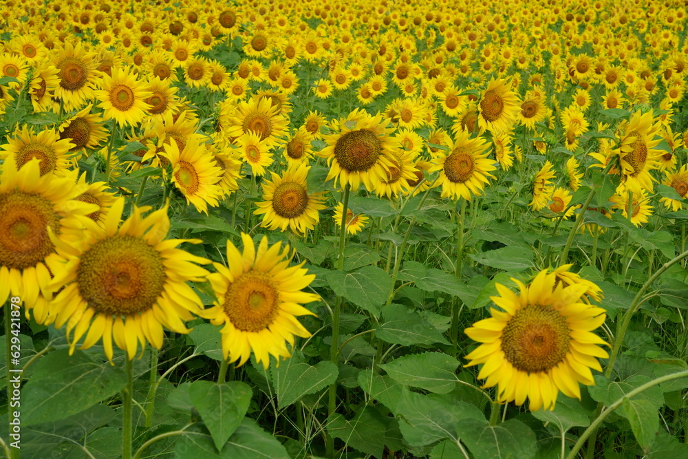 Sunflowers can be seen in the summer Sunflowers can be seen in the summer