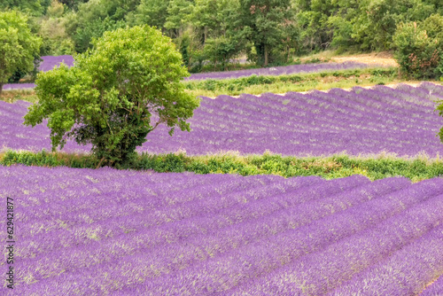 field with lavender in southern France