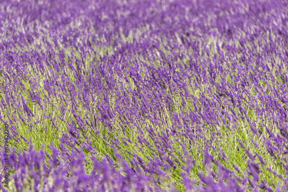 field with lavender in southern France
