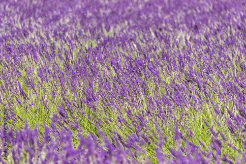 field with lavender in southern France