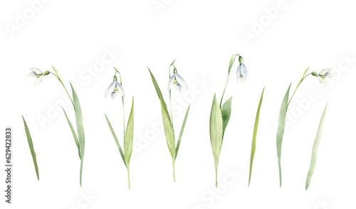 Watercolor set of snowdrops. Clipart of first spring herbs. Fresh greenery and white wild flowers. Hand drawn illustration isolated on white background.
